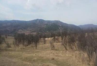 Teren de 5000 mp, în Brăești - 7