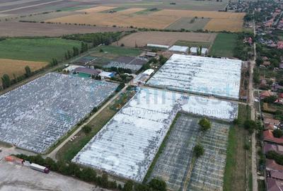GaminvestTeren intravilan 8,6 ha cu Sere,afacere horticola in Curtici,Arad,V4282 - 1