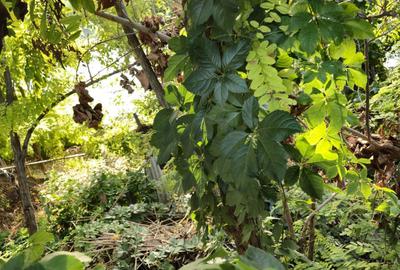 Casă cu 4 camere în Chilia Veche - 4