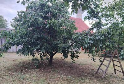 Proprietate cu 2 cladiri in Chisineu Cris - ID : RH-41243-property - 2