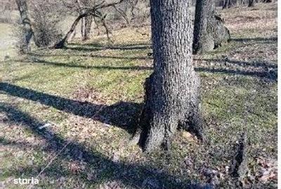 Spațiu comercial, în Boboci