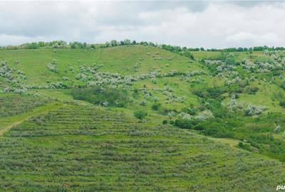 Teren de 20000 mp, în Vadu Săpat - 7