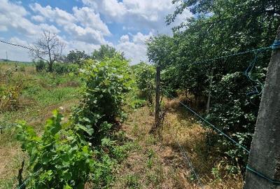 Casă individuală cu 2 camere cu Teren 2500 Mp în Sterea - 6