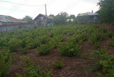 Teren de 1000 mp, în Pechea - 7