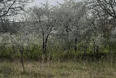 Teren de 9979 mp, în Rediu (Răuseni) - 4