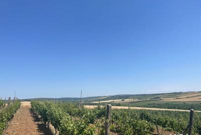 Teren de 1200 mp, în Paleu - 5