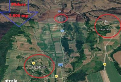 Teren de 7000 mp, în Dealu Morii - 4