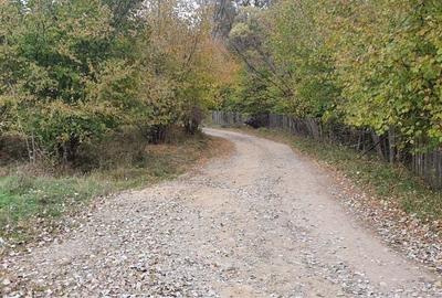 Teren de 50000 mp, în Frăsinet - 4