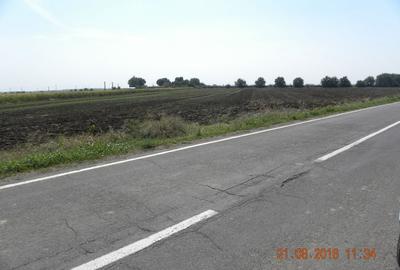 Teren de 5000 mp, în Cazasu - 1