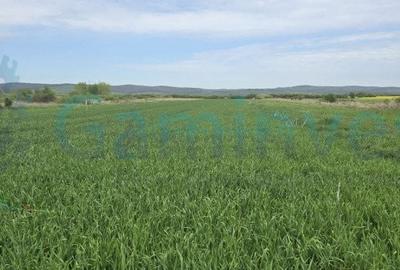 Teren Construcții intravilan de 619 mp, în Oșorhei - 1