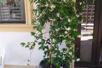 Casă în Eforie - 1