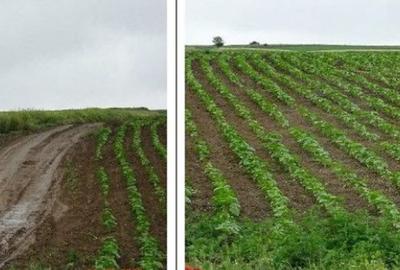 Teren cota parte 1/4, Saraiu, ID: R2684294 - 5