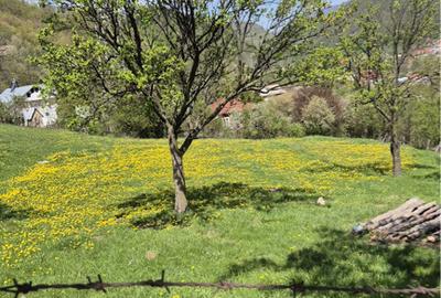 Vand teren Siriu 6400 mp - 3