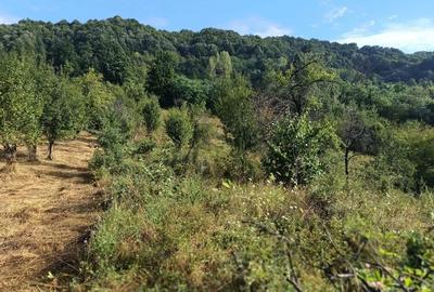 Teren de 4183 mp, în Bârlogu - 5