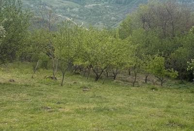 Teren de 4000 mp, în Predeal - 7