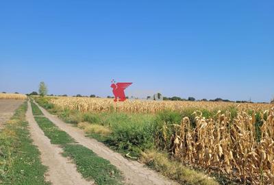 Teren Construcții intravilan de 53200 mp, în Șag - 3