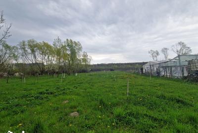 Teren de 1809 mp, în Moțăieni - 5