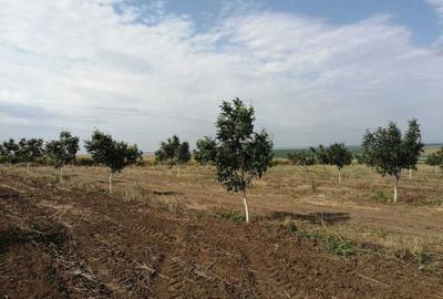 Teren de 49178 mp, în Slobozia Conachi - 8