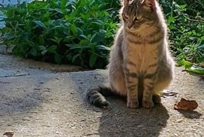 Casa Alexandru cel Bun Bistrita Neamt - 8