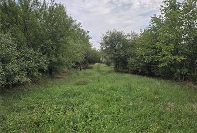 RECO IMOBILIARE CASA BATRANEASCA TINCA - 3