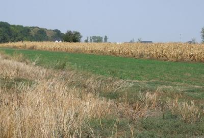Clinceni-Ordoreanu intre padurea Teghes si Ordoreanu - 5