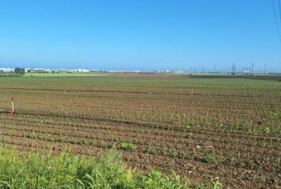 Teren de 14450 mp, în Palazu Mare - 4