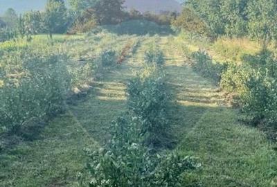 Teren Construcții extravilan de 6900 mp, în Breb - 6