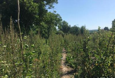 Casă cu 6 camere cu Teren 3444 Mp în Căstău - 6