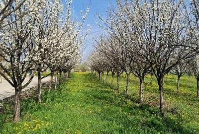Teren agricol extravilan de 70000 mp, în 3 Insule - 4