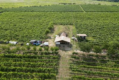 Teren agricol extravilan de 80000 mp, în Covăsinț - 36