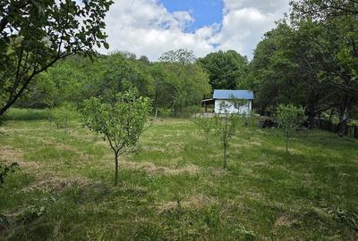 Casă cu Teren 2500 Mp în Poiana Pletari - 1