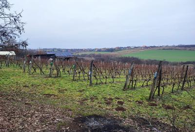 Spațiu comercial, în Viile Satu Mare - 6