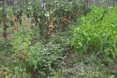 Casă cu 3 camere cu Teren 5000 Mp în Mozăceni - 4