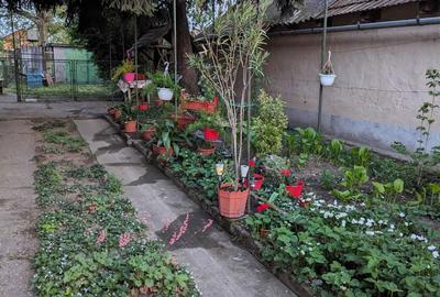 Casă cu 4 camere în Zimandu Nou - 7