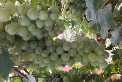 Vand casa Irato?u Vand casa Irato?u - 2