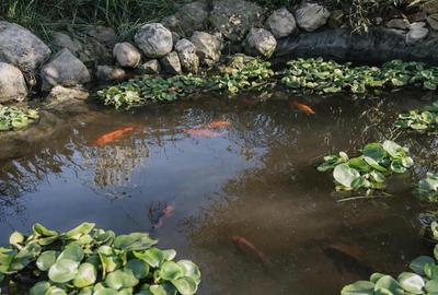 FILM&3D!Cabana cu autenticitate, mobilata,utilata,teren700mp,sera,Podu Oltului,B - 12