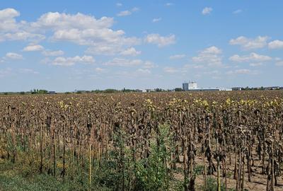 Teren Construcții intravilan de 33000 mp, în Exterior Sud - 10