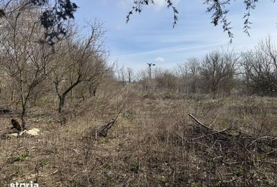 Casă cu 4 camere cu Teren 4000 Mp în Mereni - 5
