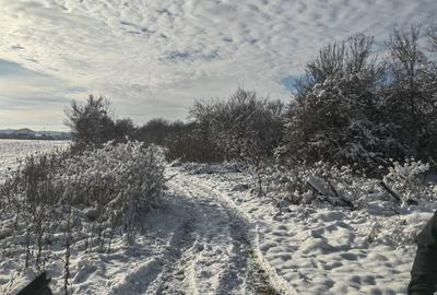 Teren de 4400 mp, în Bolintin-Deal - 2