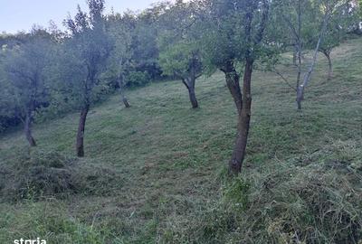 Teren de 9000 mp, în Salva - 6