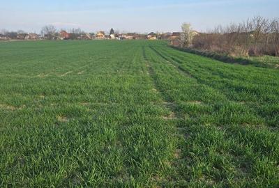 Teren de 3200 mp, în Lazuri - 4