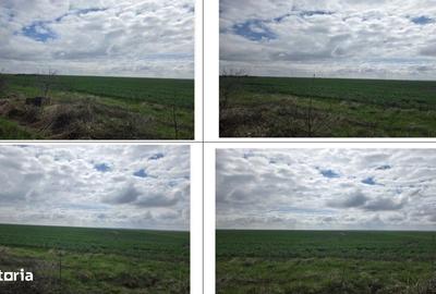 Teren de 5000 mp, în Filipeștii de Târg - 9