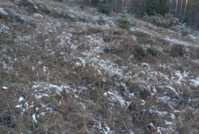 Teren de 10000 mp, în Arieșeni - 5