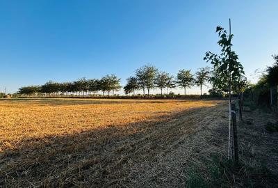 Strada Brebenei 1, Lilieci, Ialomita - 3