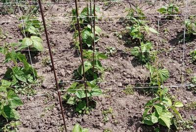 Vand casa in comuna Gradi?tea sat rasa - 5