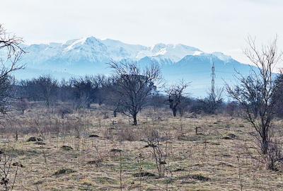 Teren Construcții intravilan de 933 mp, în Ghimbav Livadă - 2