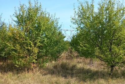 Teren de 3600 mp, în Rădășeni - 8