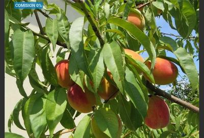 House for sale, 3 Rooms, 121 sqm, Giurgiu - 1