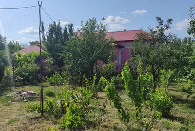 Vand casa caramida Comuna Branceni - 3