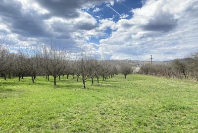 Teren în Pruni - 10